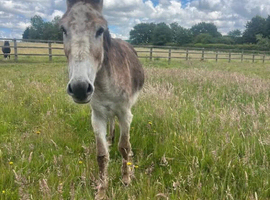 Donkey for sale