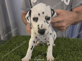KC Registered dalmatian puppies for sale