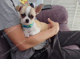 Apple head chihuahua boy 17w