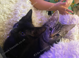 2 female kittens
