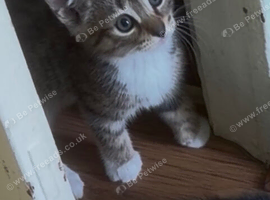 Boy and Girl Kitten