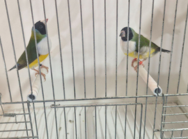 Gouldian finch pairs