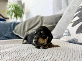 Miniature smooth haired dachshunds