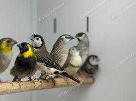 Cuban finches