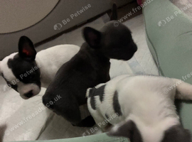 3/4 frenchies 1 girl 2 boys