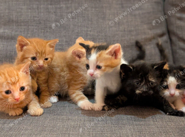 Kittens