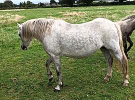 Welsh Section A Mare.