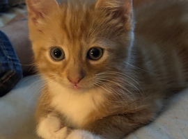 2 kittens remaining from litter of 4
