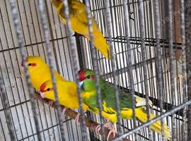 Baby Kakarikies