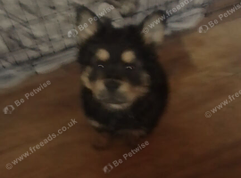 Zeus