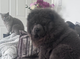 Stunning blue chowchow