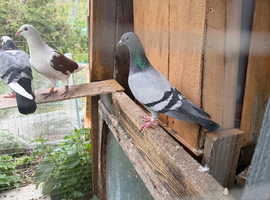 Racing pigeons