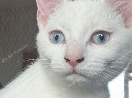 Male and female cats