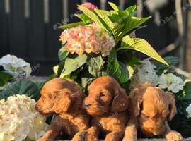 Cockapoo Female Puppies Health Tested