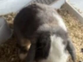 mini lop