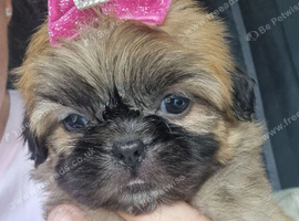 Last female Shih Tzu ready to go