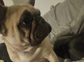 Frenchie