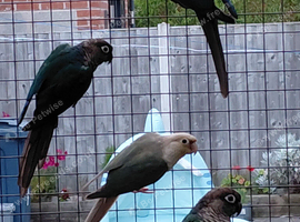 Greencheek Conures