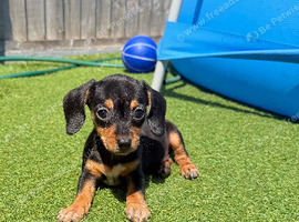 6 chiweenie pups