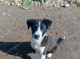 12 week old puppy