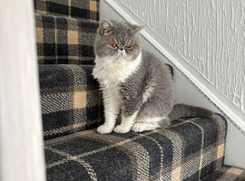 Persian female