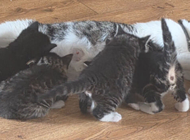 Kittens will be ready in 4 weeks