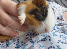 Guinea pig babies for sale