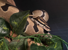 Female Enchi Ball Python