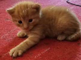 3 beautiful kittens for sale