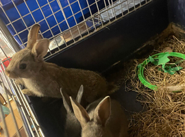 Two female mini Rex is