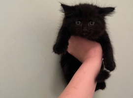 male 8 week old half ragdoll kitten