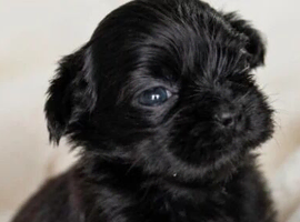 beautiful Shih Tzu puppies for sale