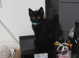 Kittens are in urgent needs of a loving home
