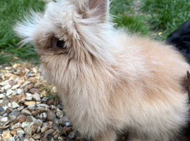 Gorgeous lionhead boy