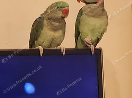 Alexandrine Parrots pair