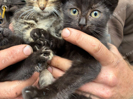 Kittens