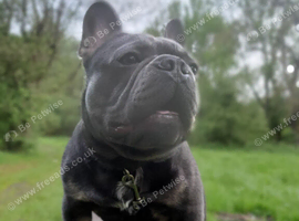 Beautiful full pedigree french bulldog