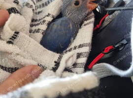 Hand reared super tame Indian ringneck