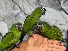 Hand-Rearing Baby Super Tame Cuddly Friendly Hahn Macaw Parrot,6