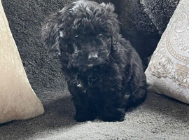 Cockapoo puppy