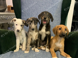 Ready now - Blue Merle Collie X Lurcher puppies