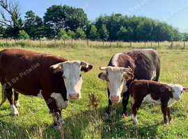 Grazing Land Pastures WANTED