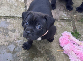 KC reg SBT Chunky Black Girl