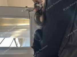 Kittens for sale