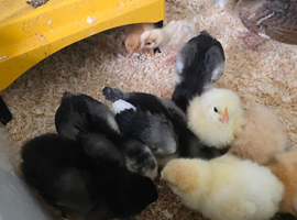 Buff orpington and other chicks