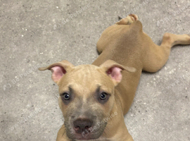 1 pup left ready now