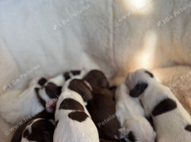 Cocker spaniel puppies