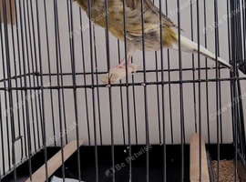 Yorkshire canaries
