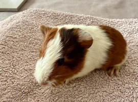 Baby guinea pigs for sale, ready from 01/06/2026.