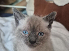 Boy and girl ragdoll for sale